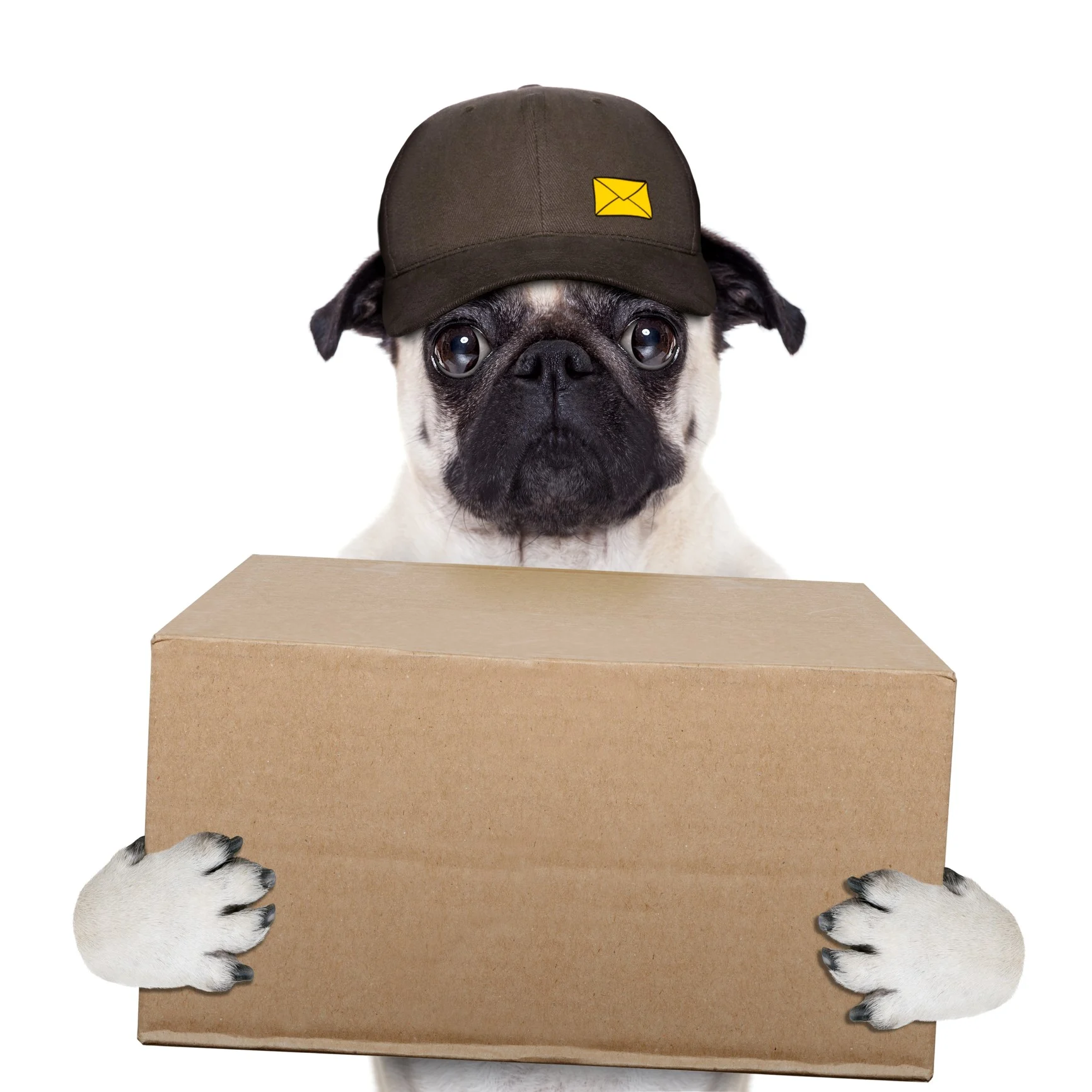 delivery-dog